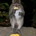 monkey_macaque_balinese_mf_ubud_v_1287_bal5008.jpg